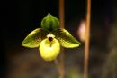 orchidees senat 013 * 4368 x 2912 * (3.92MB)